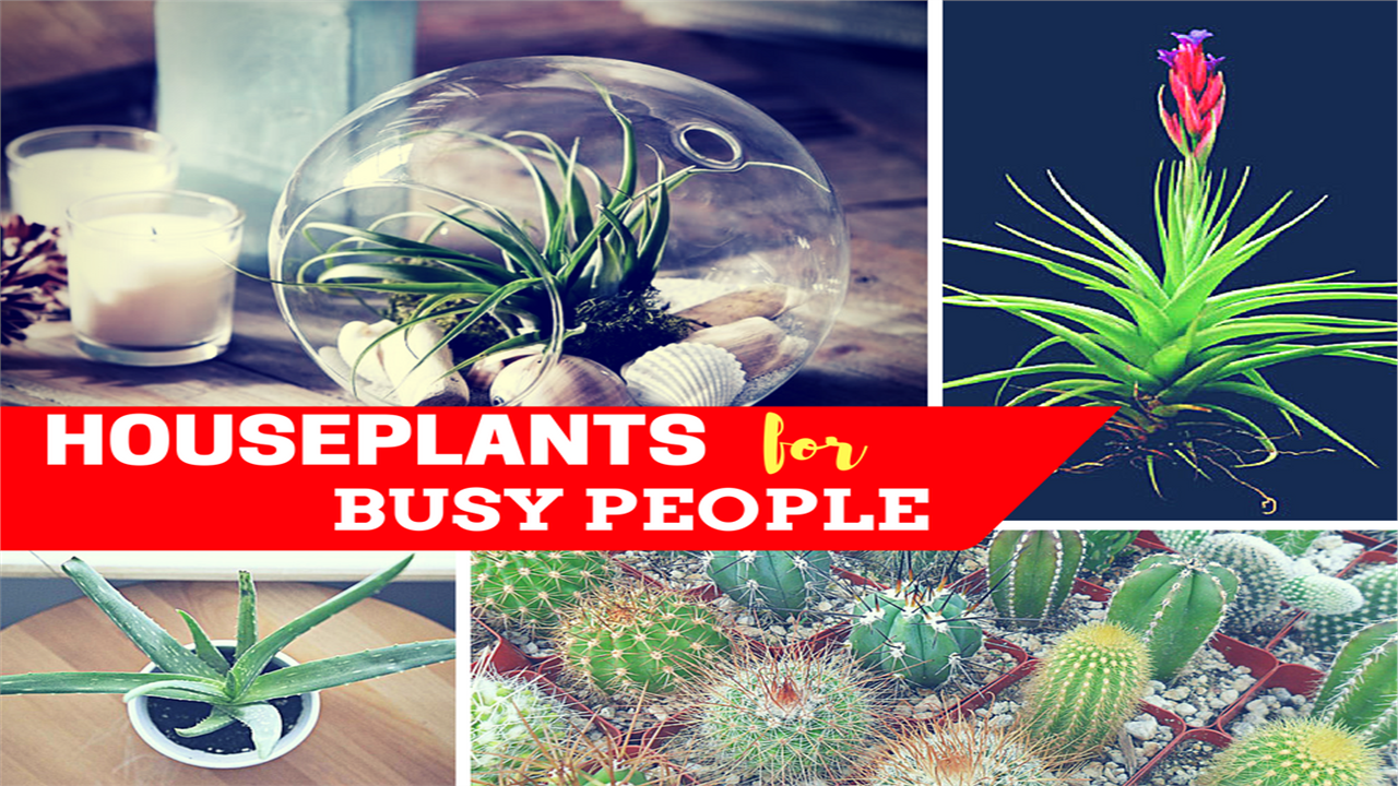 Collage image of 4 photos illustrating easy-care houseplants